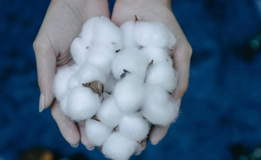 Baumwolle Anbau und Geschichte